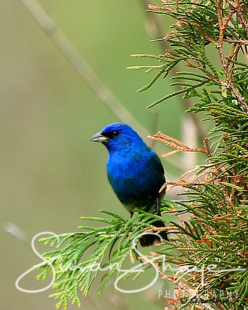 Indigo Bunting