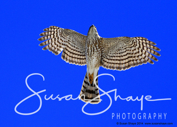Sharp-shinned Hawk in flight