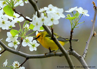 Blue-winged Warbler