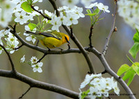 Blue-winged Warbler
