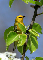 Blue-winged Warbler