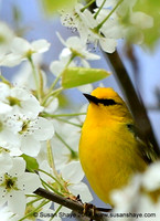 Blue-winged Warbler