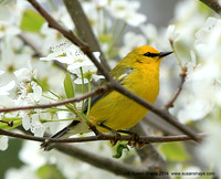 Blue-winged Warbler