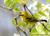 Blue-winged Warbler