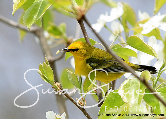 Blue-winged Warbler