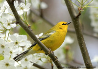 Blue-winged Warbler