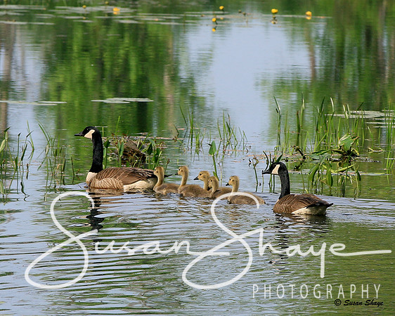 Goose, Gander & Goslings