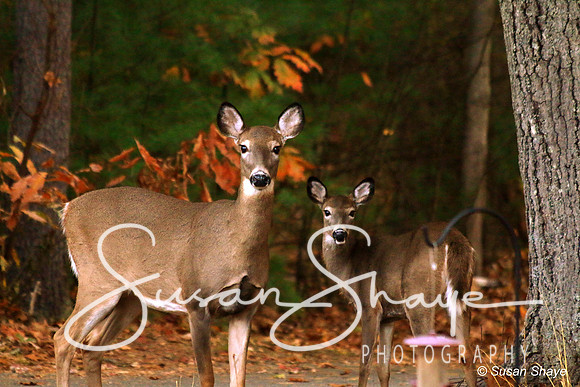 Beautiful deer