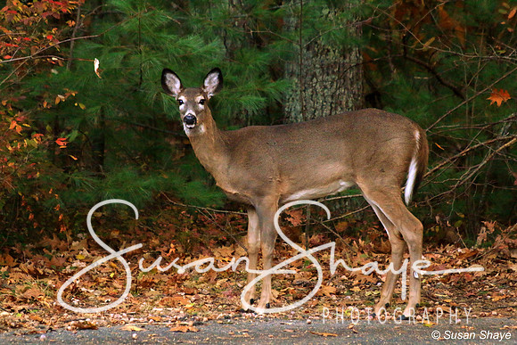 A young doe