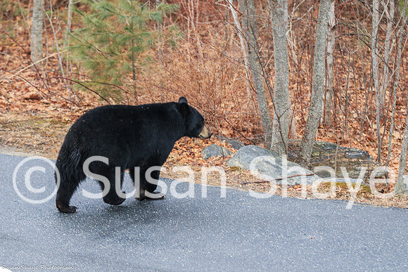 Black Bear Central Massachusetts