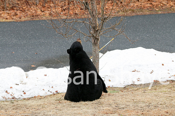 Black Bear Central Massachusetts