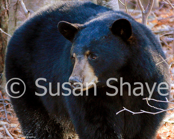 Black Bear Central Massachusetts