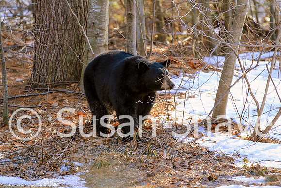 Black Bear Central Massachusetts