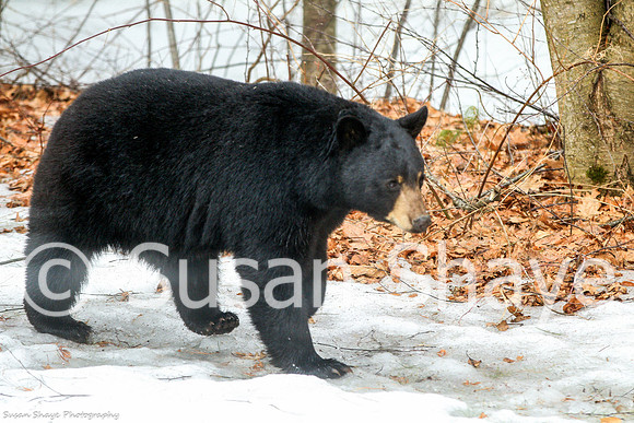 Black Bear Central Massachusetts