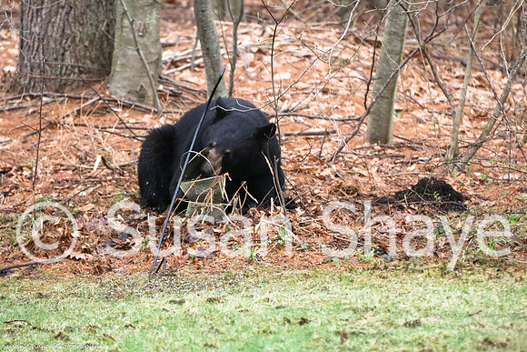 Black Bear Central Massachusetts