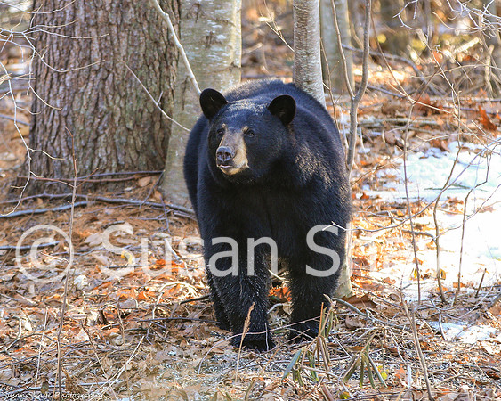 Black Bear Central Massachusetts