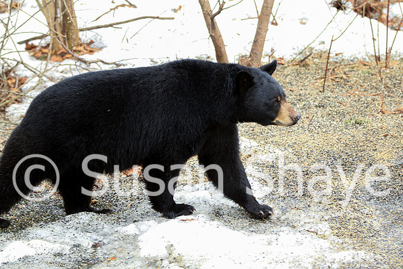 Black Bear Central Massachusetts