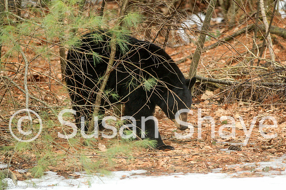 Black Bear Central Massachusetts