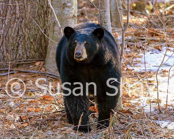 Black Bear Central Massachusetts