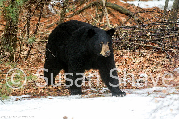 Black Bear Central Massachusetts