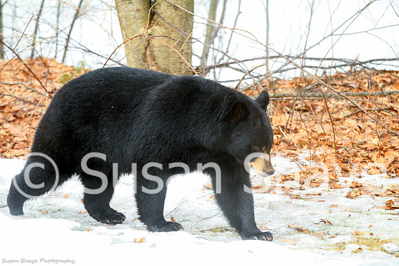 Black Bear Central Massachusetts