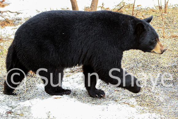 Black Bear Central Massachusetts
