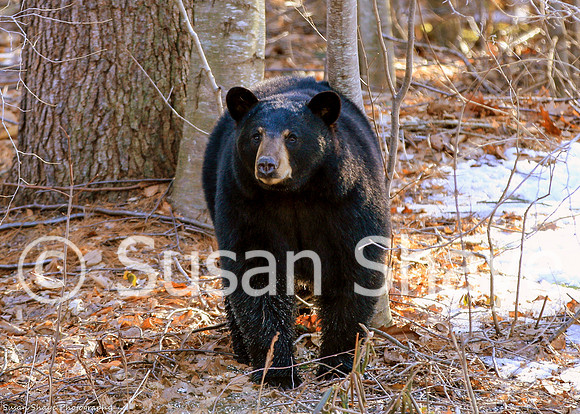 Black Bear Central Massachusetts