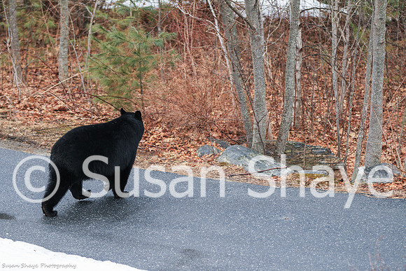 Black Bear Central Massachusetts