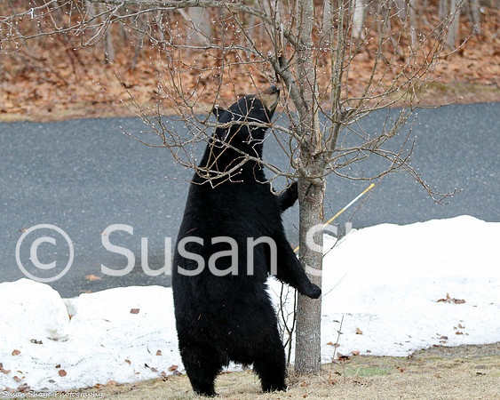Black Bear Central Massachusetts