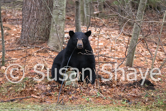 Black Bear Central Massachusetts