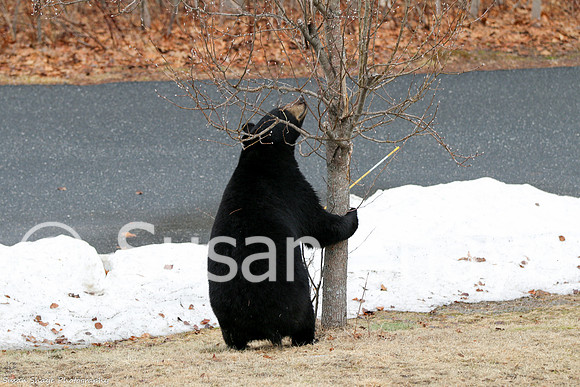 Black Bear Central Massachusetts