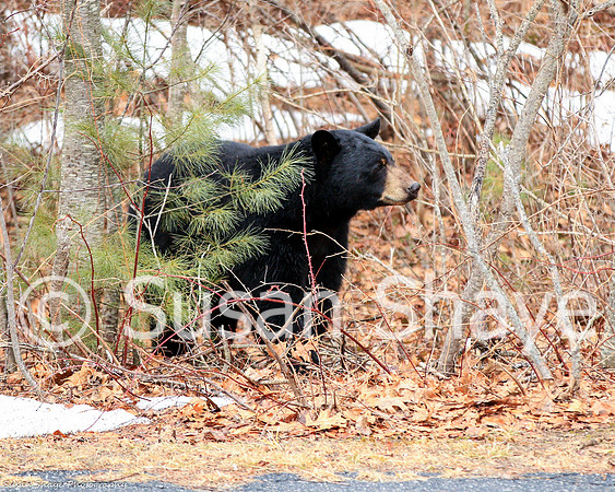 Black Bear Central Massachusetts