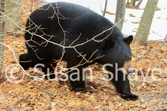 Black Bear Central Massachusetts