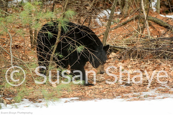 Black Bear Central Massachusetts