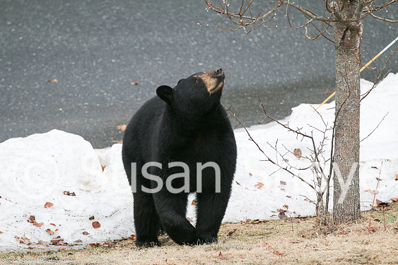 Black Bear Central Massachusetts