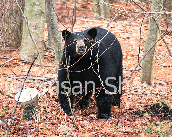 Black Bear Central Massachusetts