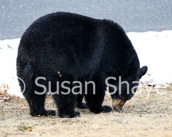 Black Bear Central Massachusetts