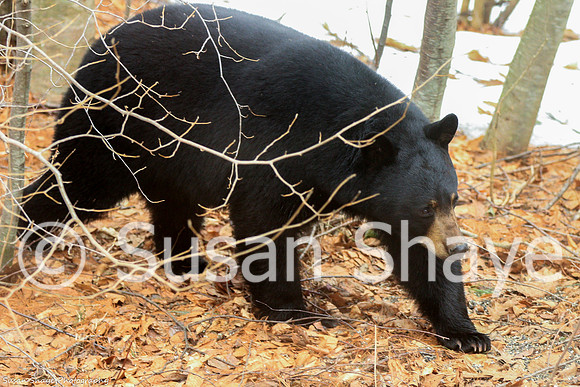 Black Bear Central Massachusetts