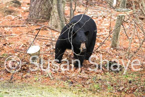 Black Bear Central Massachusetts
