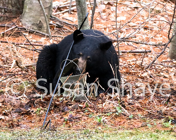 Black Bear Central Massachusetts