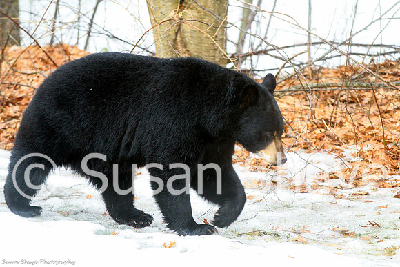 Black Bear Central Massachusetts