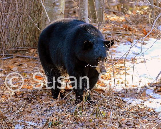 Black Bear Central Massachusetts