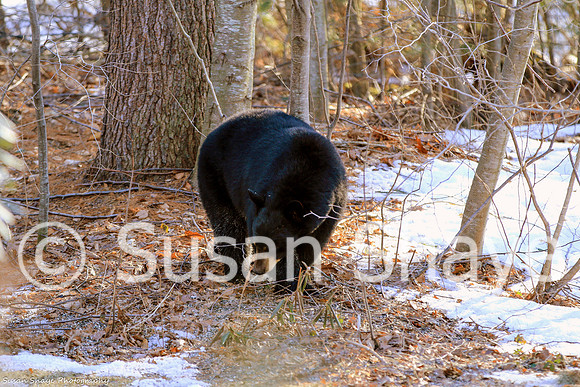 Black Bear Central Massachusetts