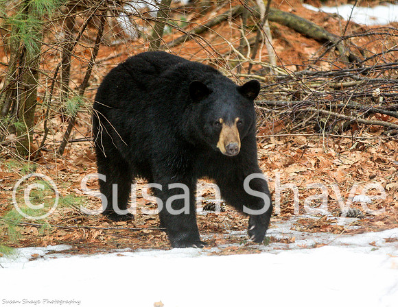Black Bear Central Massachusetts
