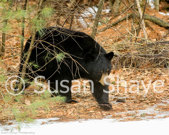 Black Bear Central Massachusetts