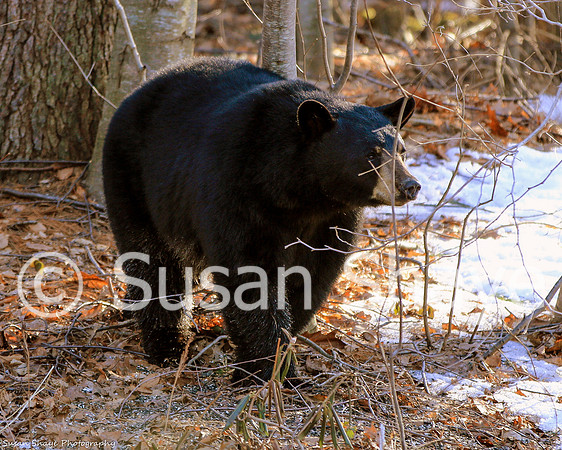 Black Bear Central Massachusetts