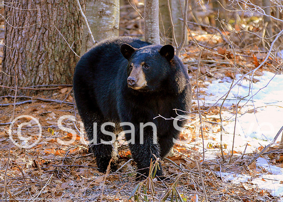 Black Bear Central Massachusetts