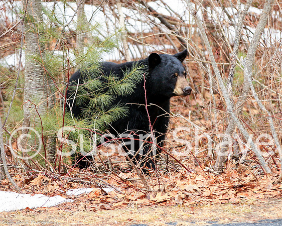 Black Bear Central Massachusetts
