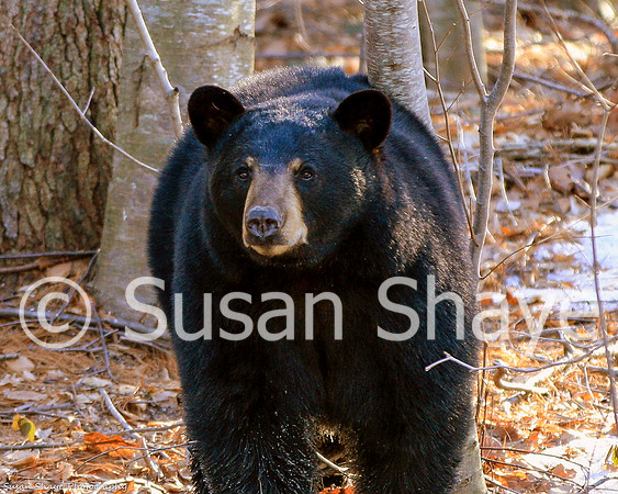 Black Bear Central Massachusetts