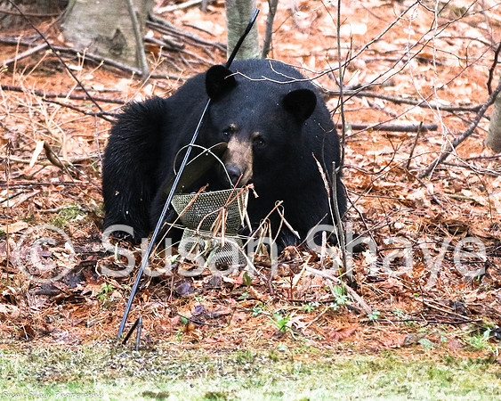 Black Bear Central Massachusetts
